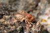 Anthonomus rectirostris